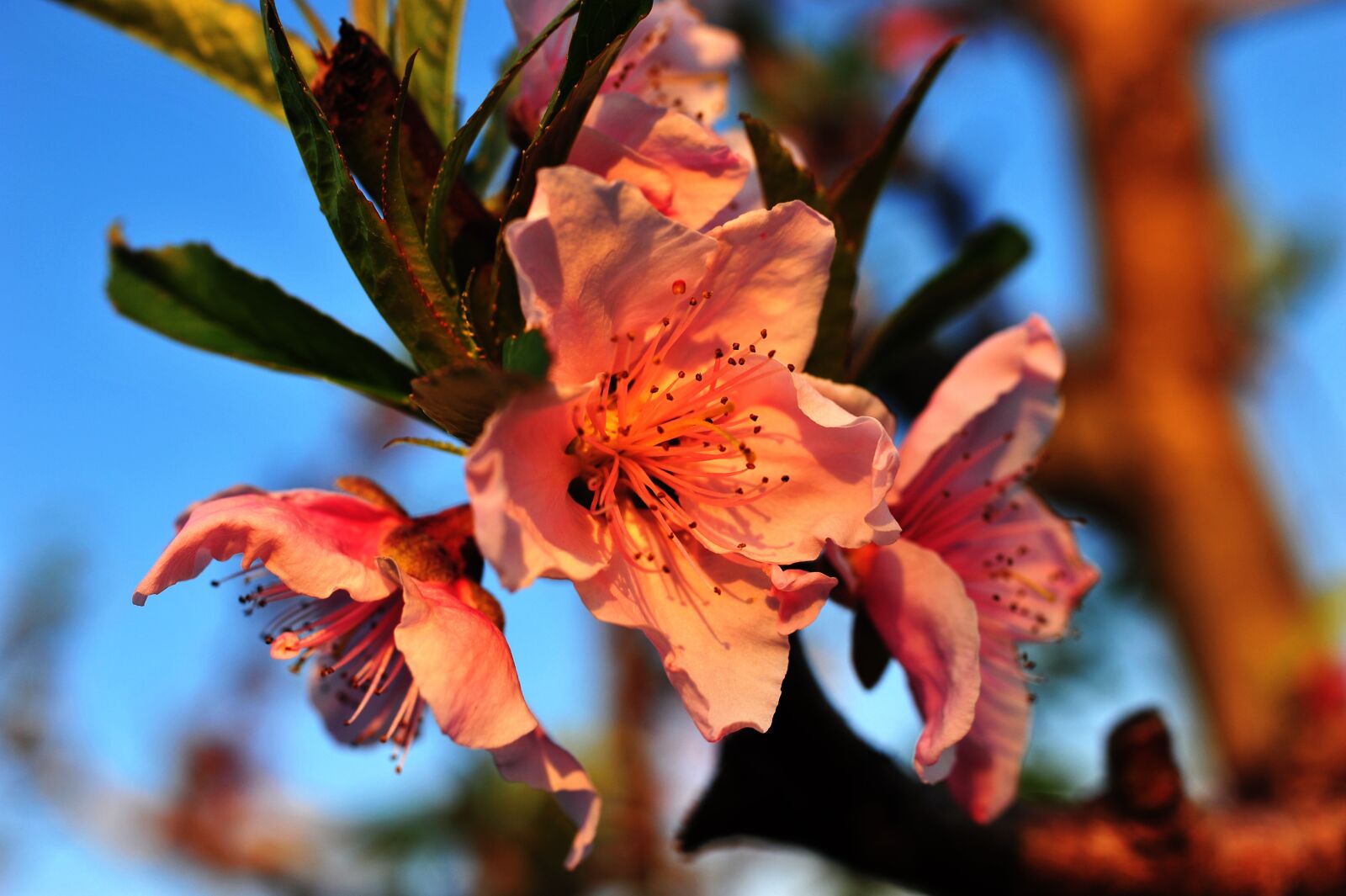 Nikon D700 sample photo. Macro, bloom, spring photography