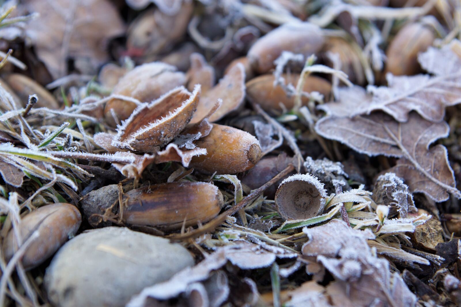 24-70mm F2.8 sample photo. Frost, forest floor, leaves photography