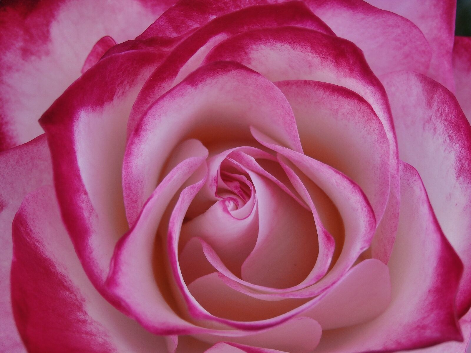 Olympus SZ-15,DZ-100 sample photo. Flower, flowers, rosa photography