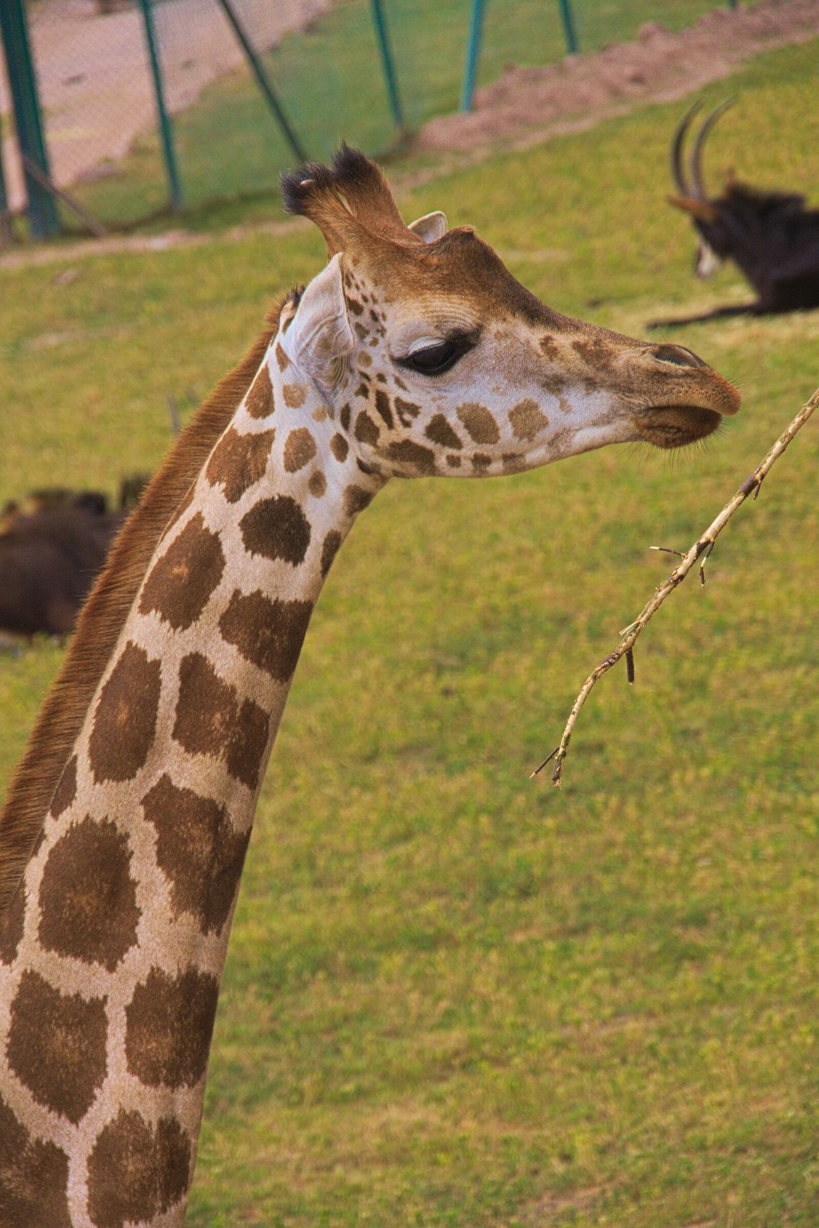 Panasonic Lumix DMC-GH3 sample photo. Giraffe, animal, africa photography