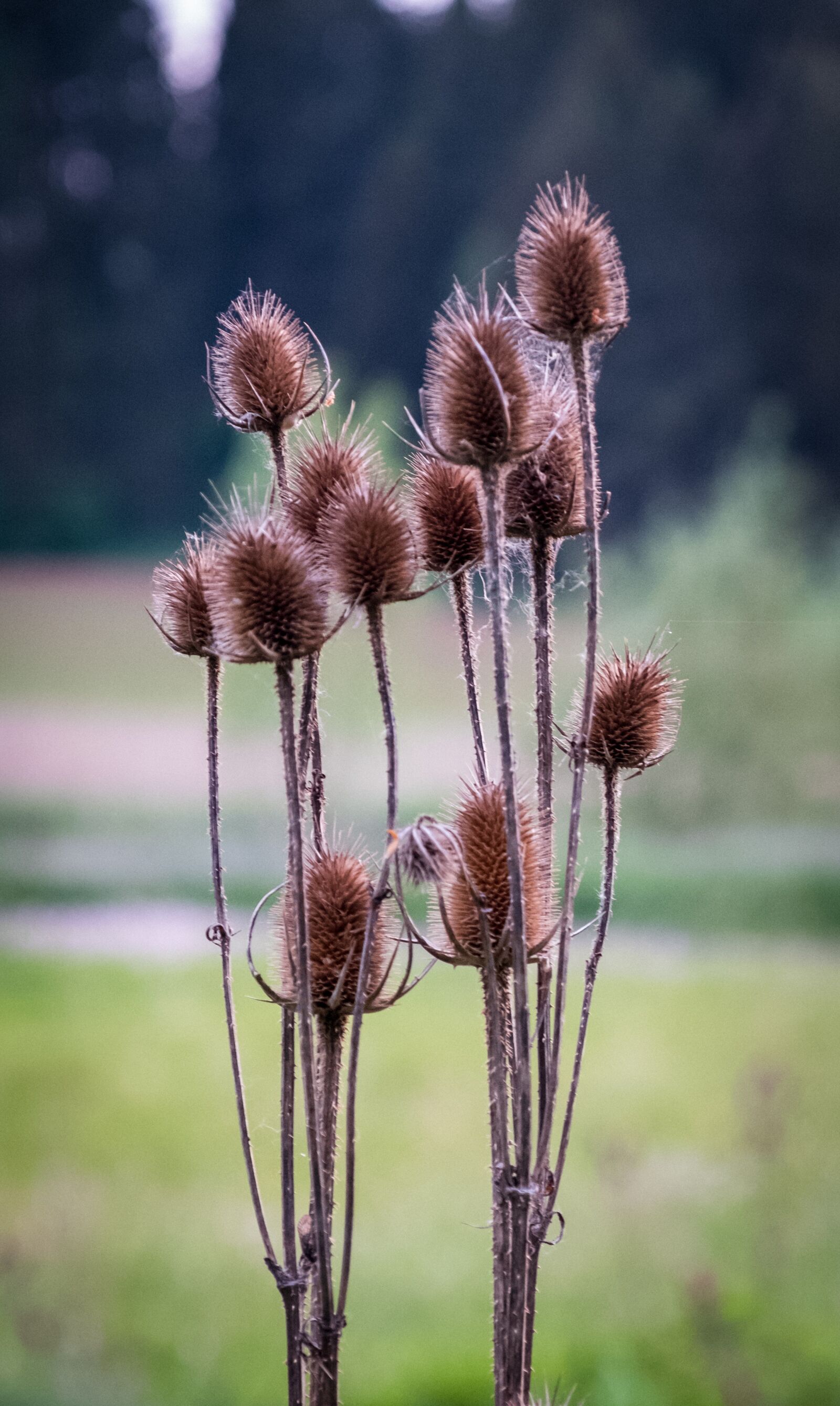 Fujifilm X-T2 sample photo. Withered, faded, grasses photography