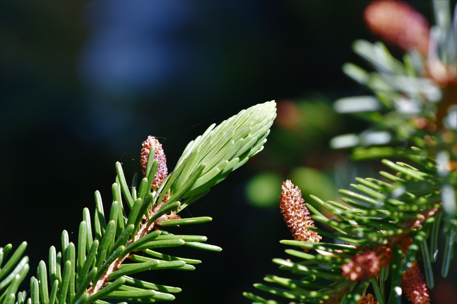 Nikon D7200 sample photo. Pine branch, spruce drive photography