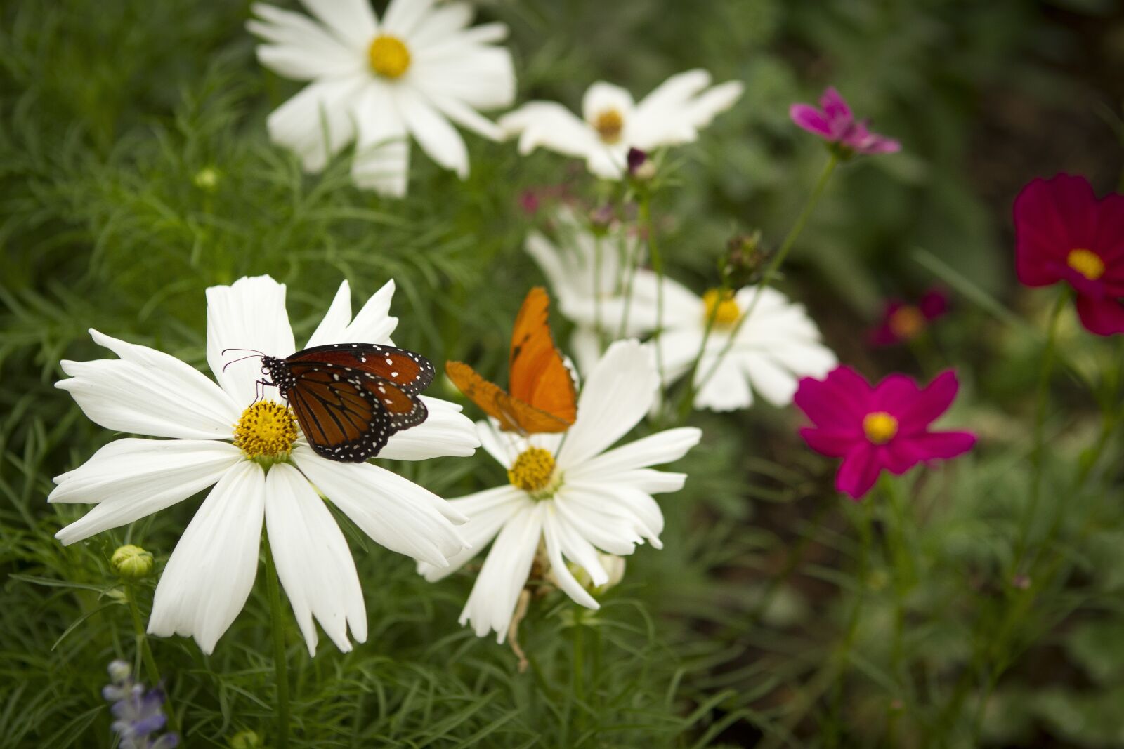 Canon EOS 7D + Canon EF 24-70mm F2.8L USM sample photo. Flowers, butterfly, butterfly on photography