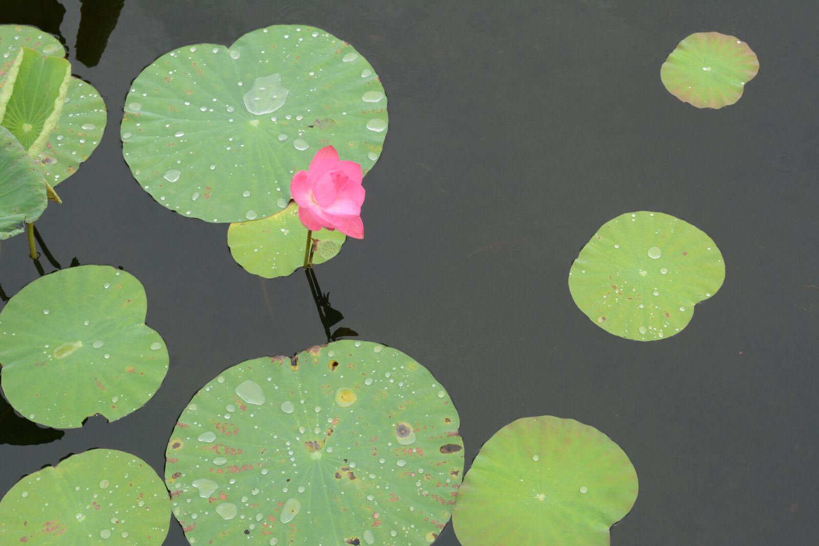 Nikon D5200 sample photo. Lotus, fresh, flower photography