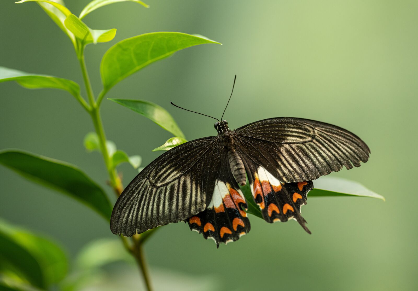 Nikon D850 sample photo. Butterfly, tropical, black photography