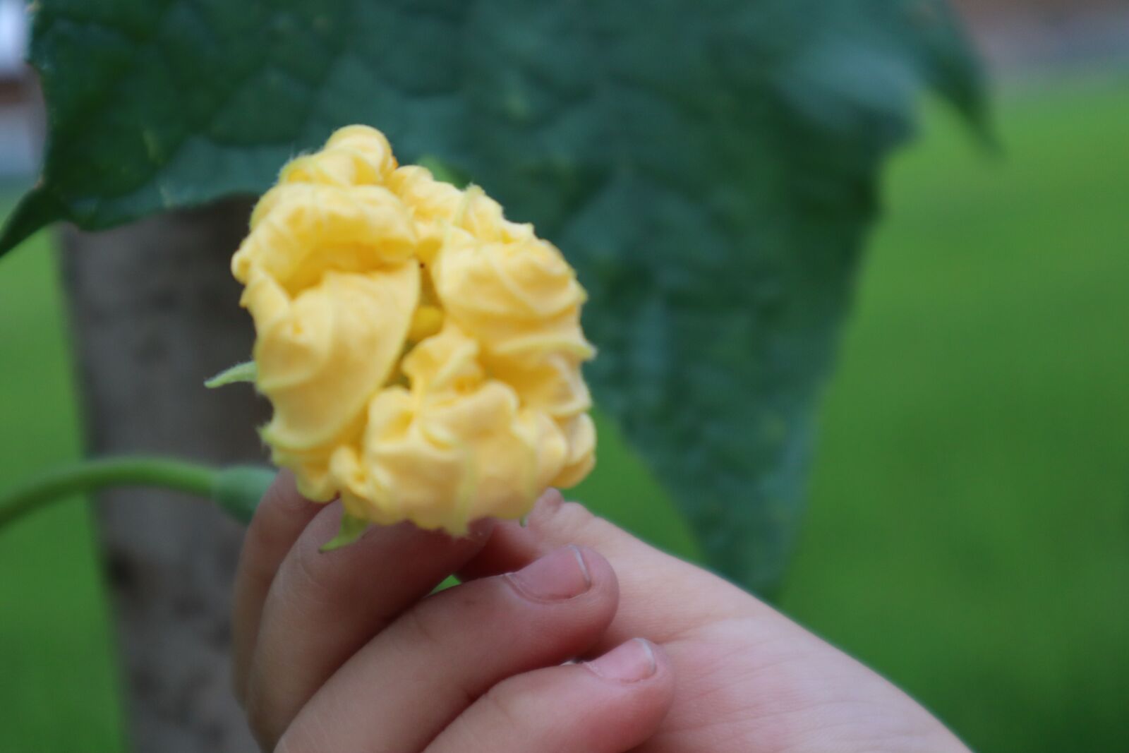 Canon EOS M50 (EOS Kiss M) sample photo. Hands, flower, united melon photography