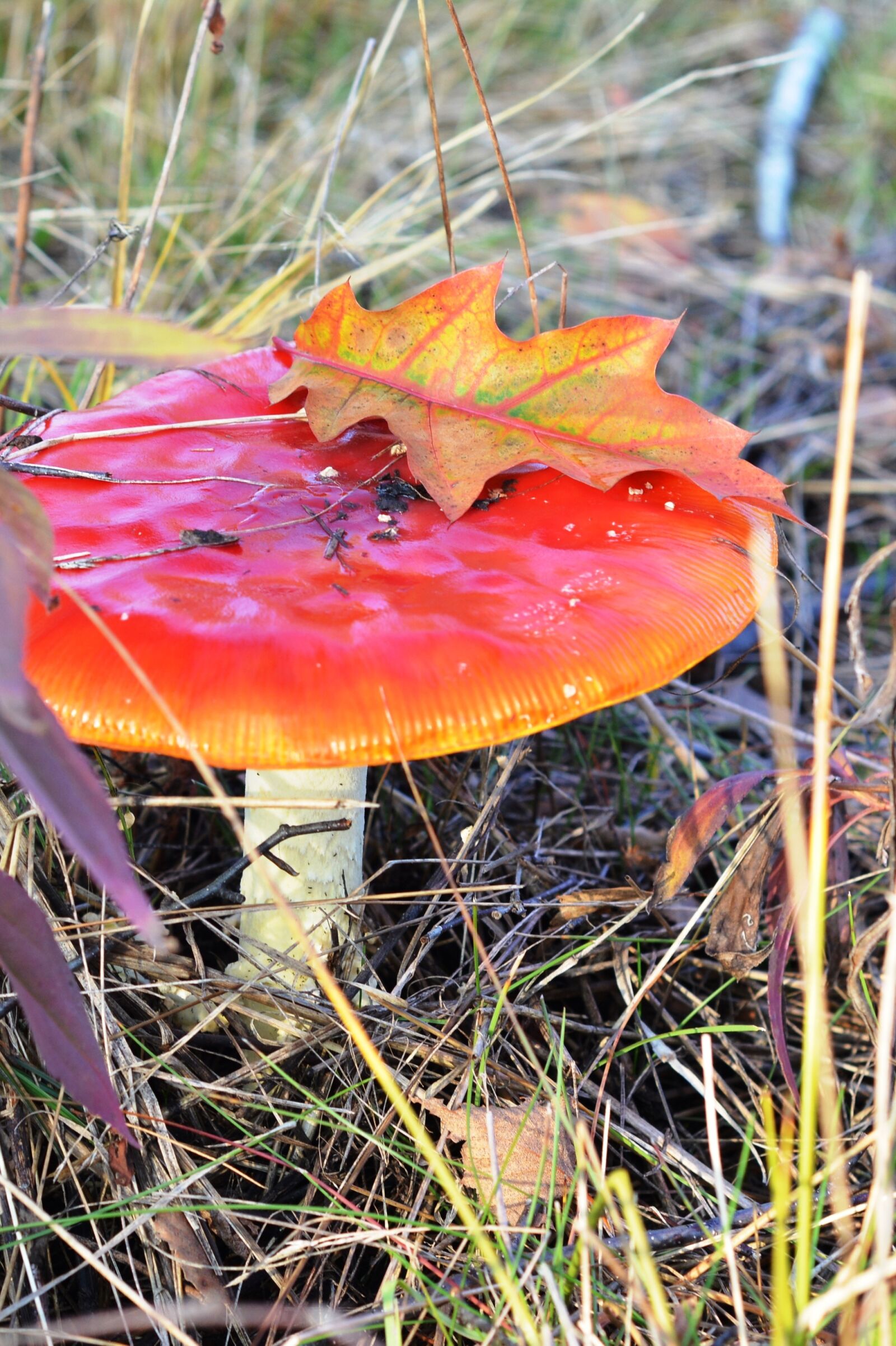 Nikon D5200 sample photo. Amanita, red, mushroom photography