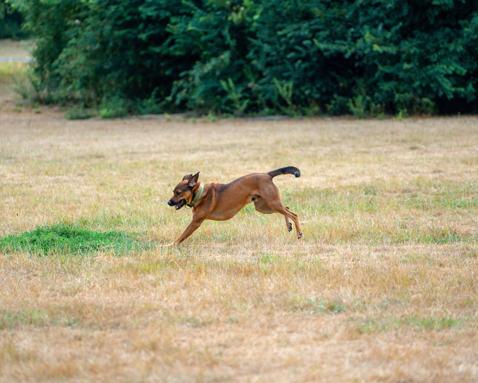 Sony a7R III + Sony FE 70-200mm F4 G OSS sample photo. Dog, pet, cute photography