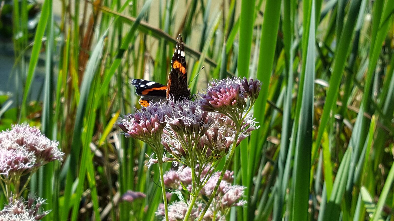 Samsung Galaxy S6 sample photo. Butterfly, flower, insect photography