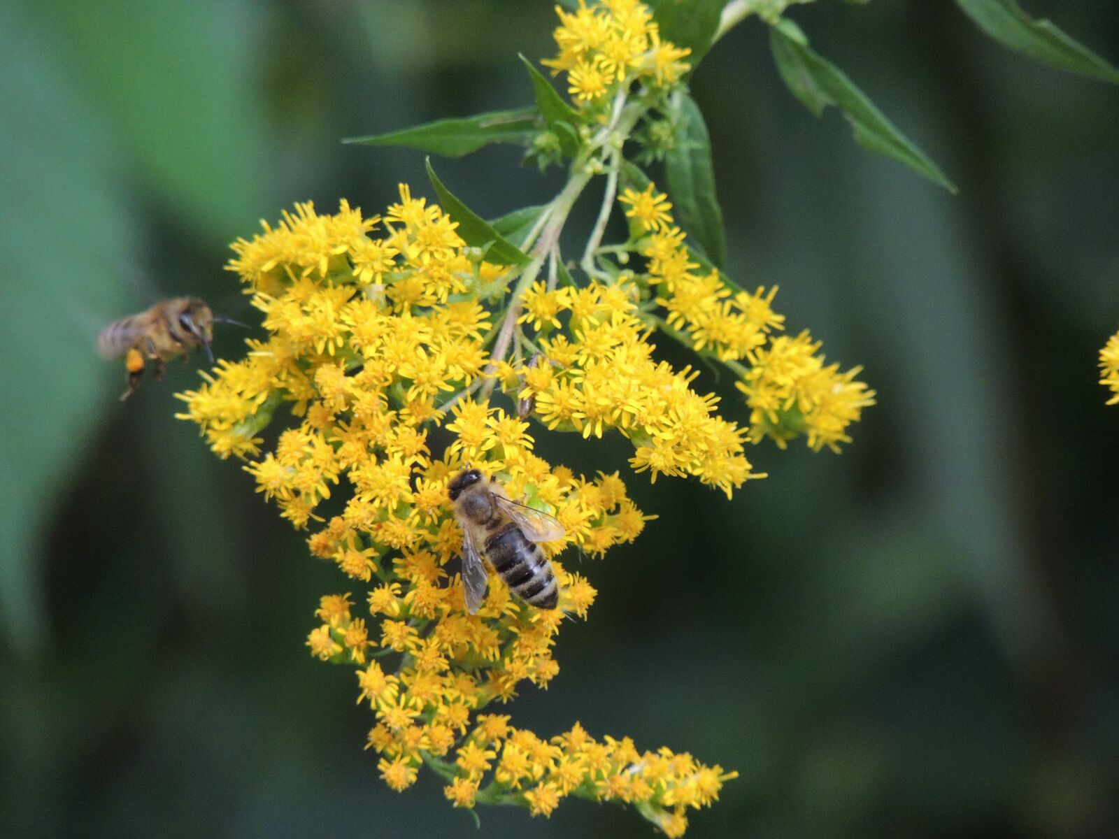 Nikon Coolpix P510 sample photo. Bee, sprinkle, flight photography