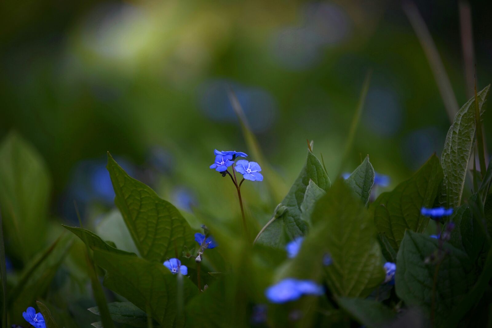 Nikon Z6 sample photo. Scattered flowers, forget me photography