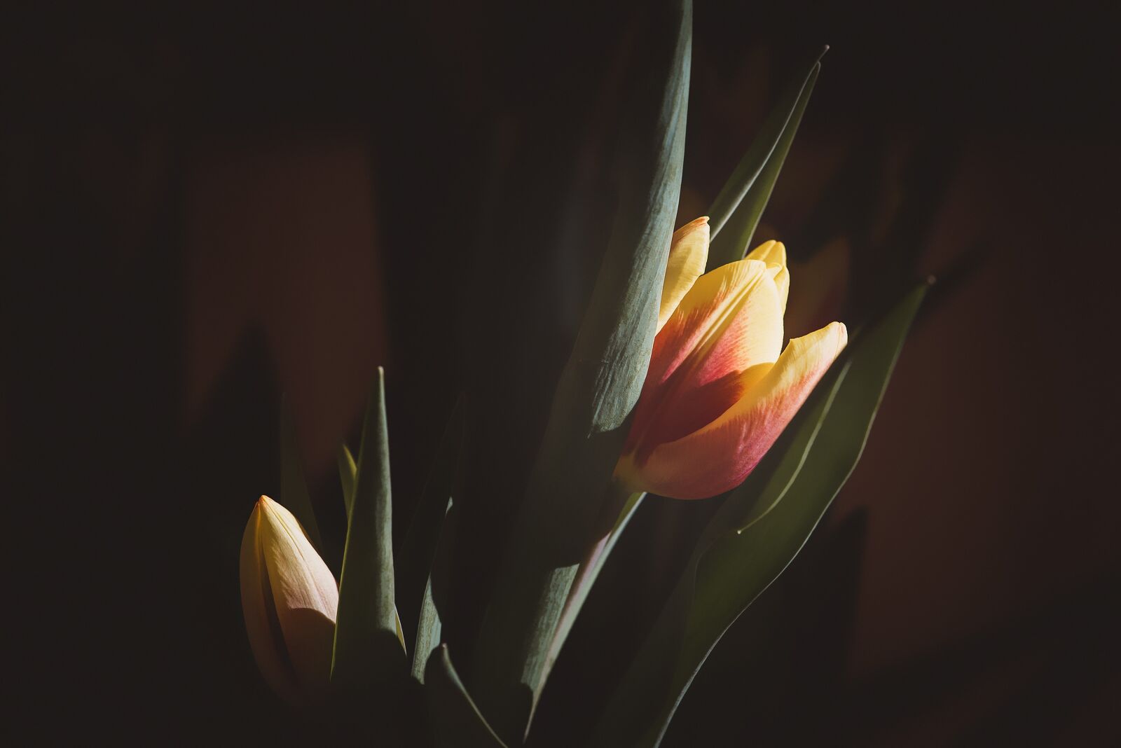 Nikon D750 sample photo. Flower, tulip, yellow photography