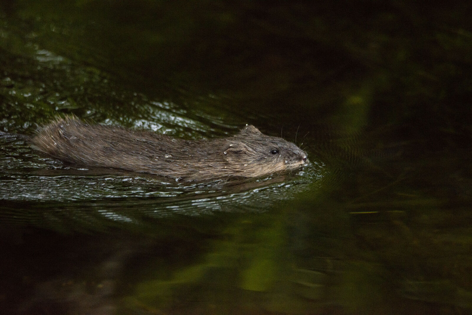 Nikon D800 sample photo. Ragondin photography