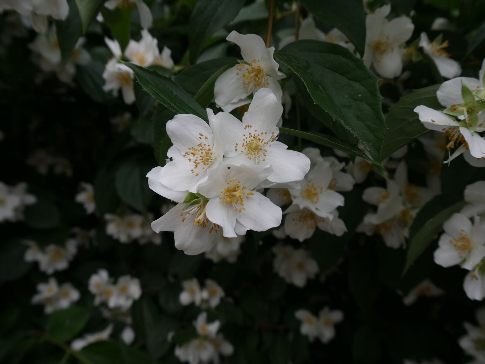 Panasonic DMC-G70 sample photo. Flowers, white, bloom photography