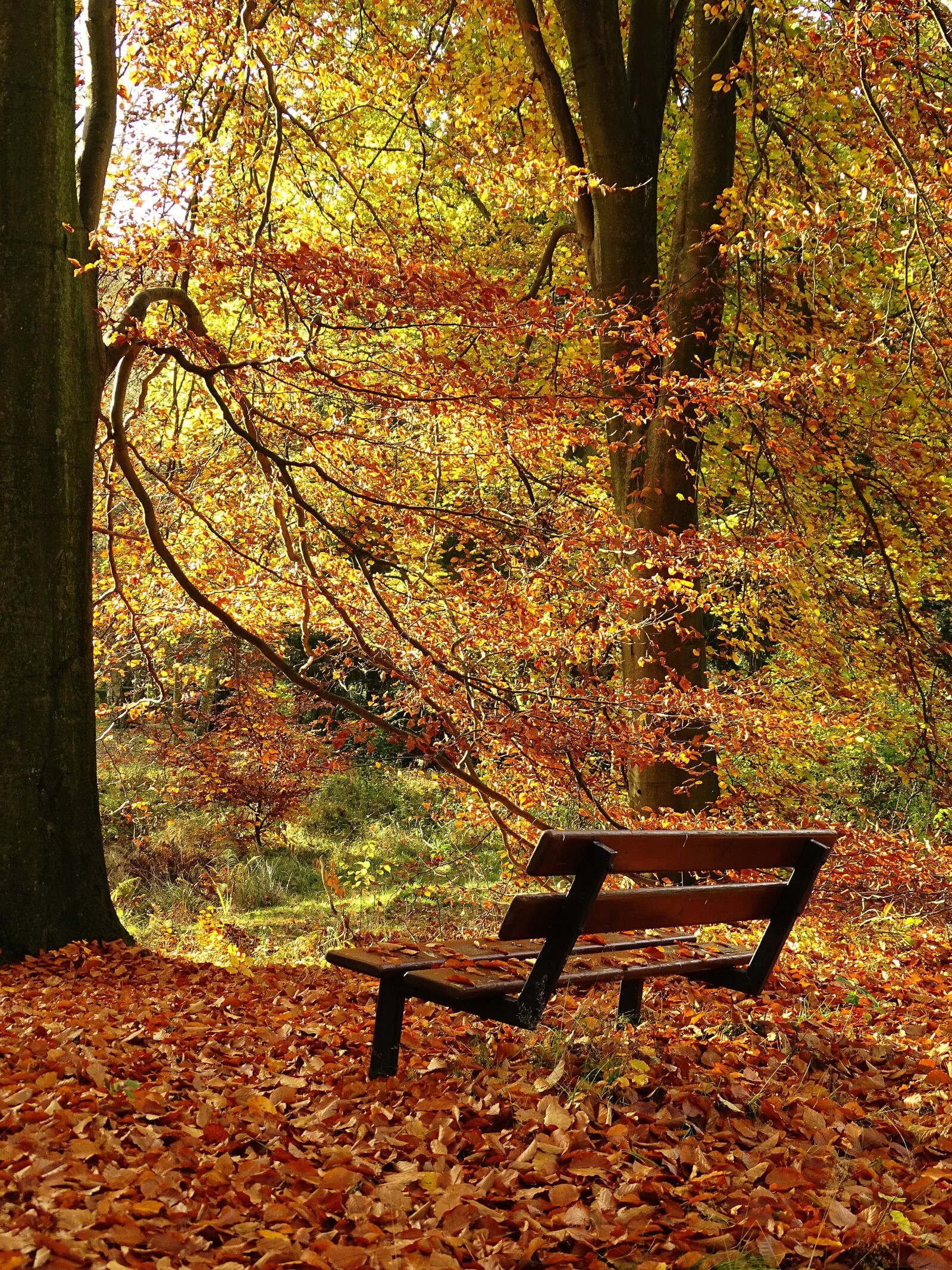 Sony Cyber-shot DSC-HX400V sample photo. Autumn, leaves, forest photography