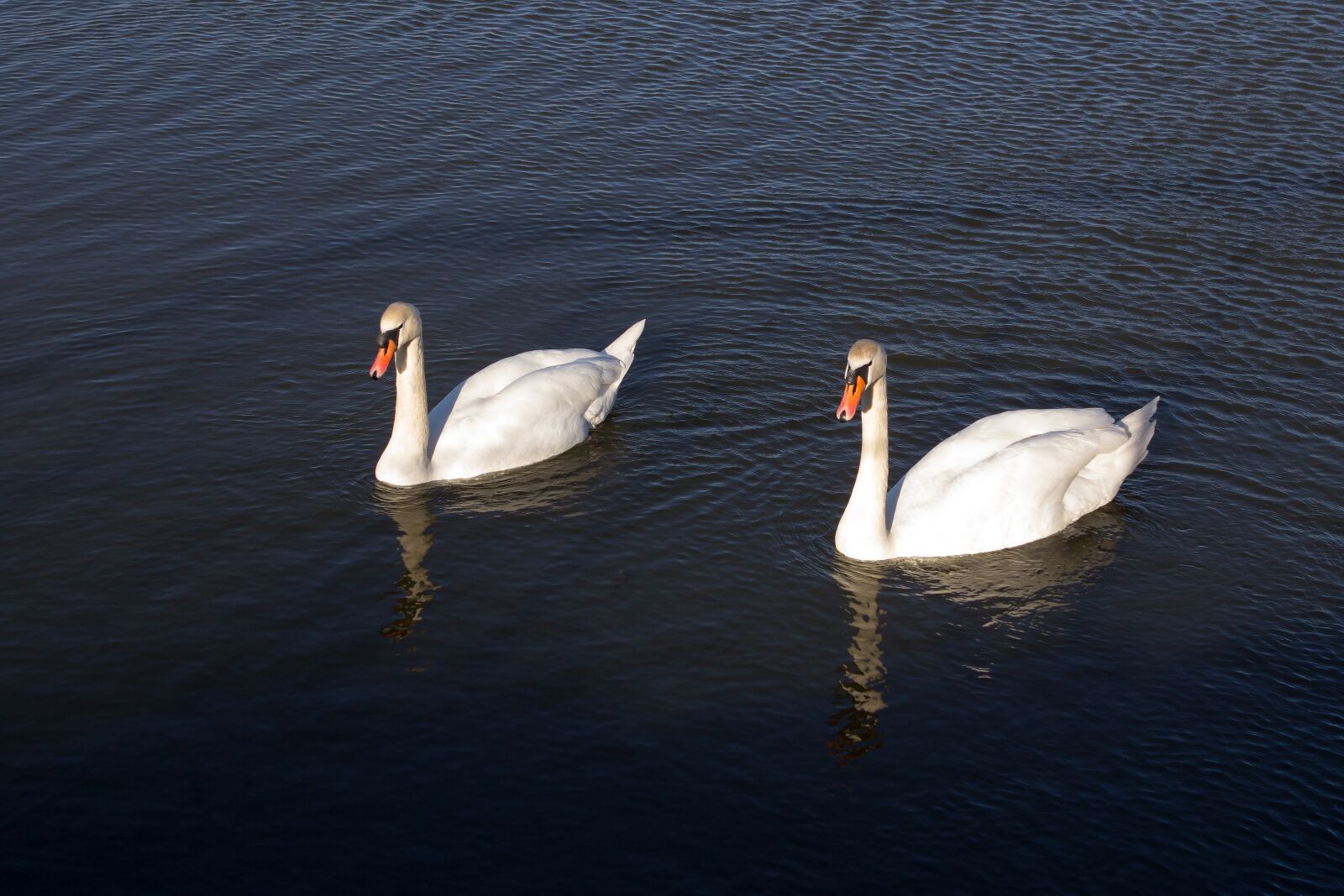 Canon EOS 60D + Canon EF 24-70mm F2.8L USM sample photo. Swans, swan, couple photography