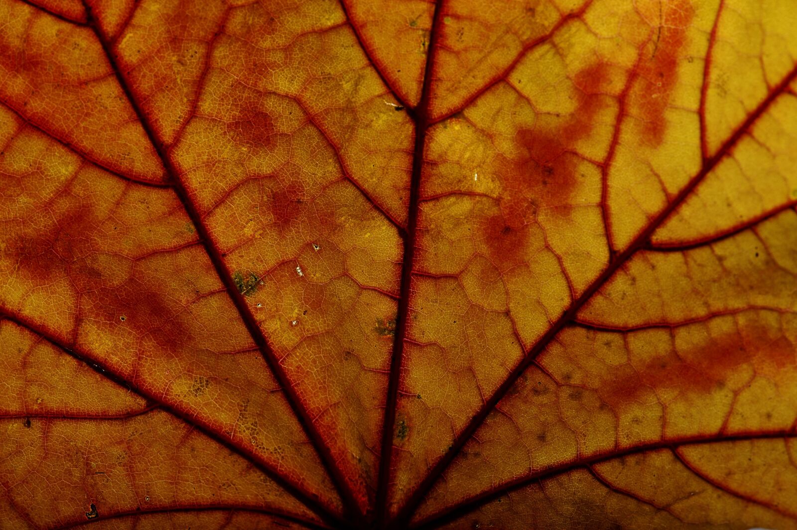 Nikon D700 sample photo. Leaf, autumn, autumn colours photography