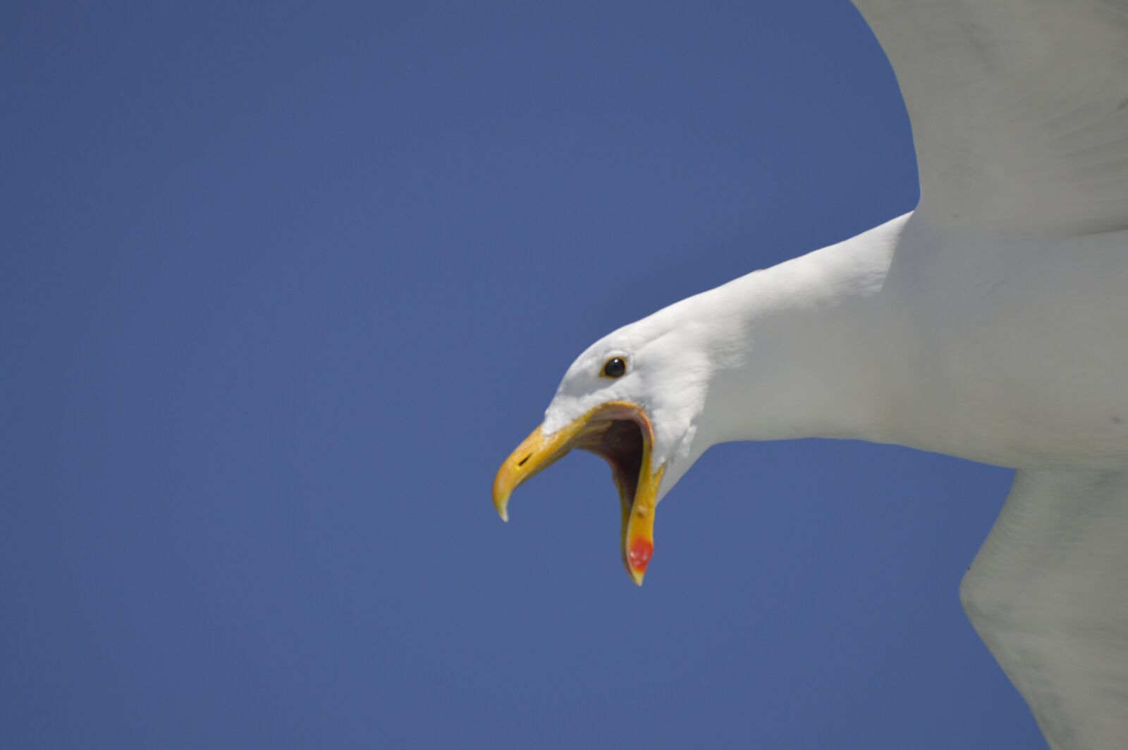 Nikon D3200 sample photo. Seagull, cry, lake photography