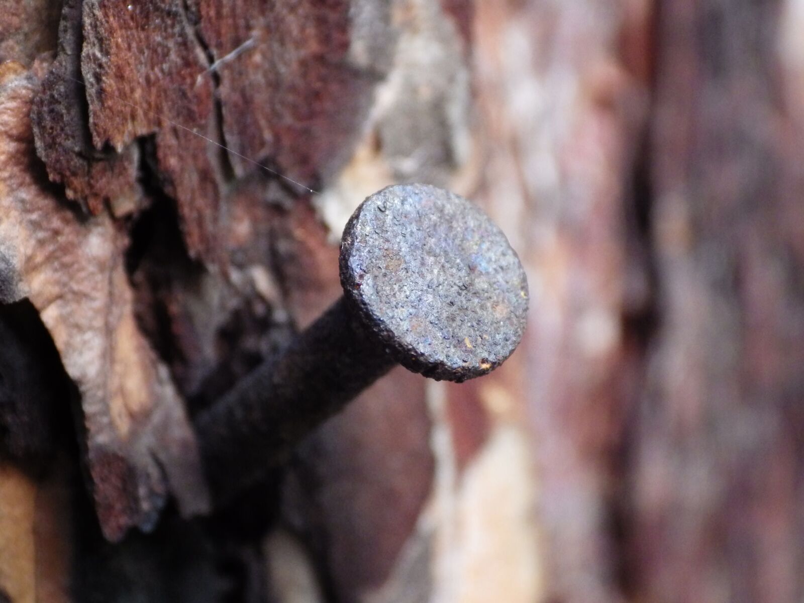 Pentax X-5 sample photo. Nail, rust, the bark photography