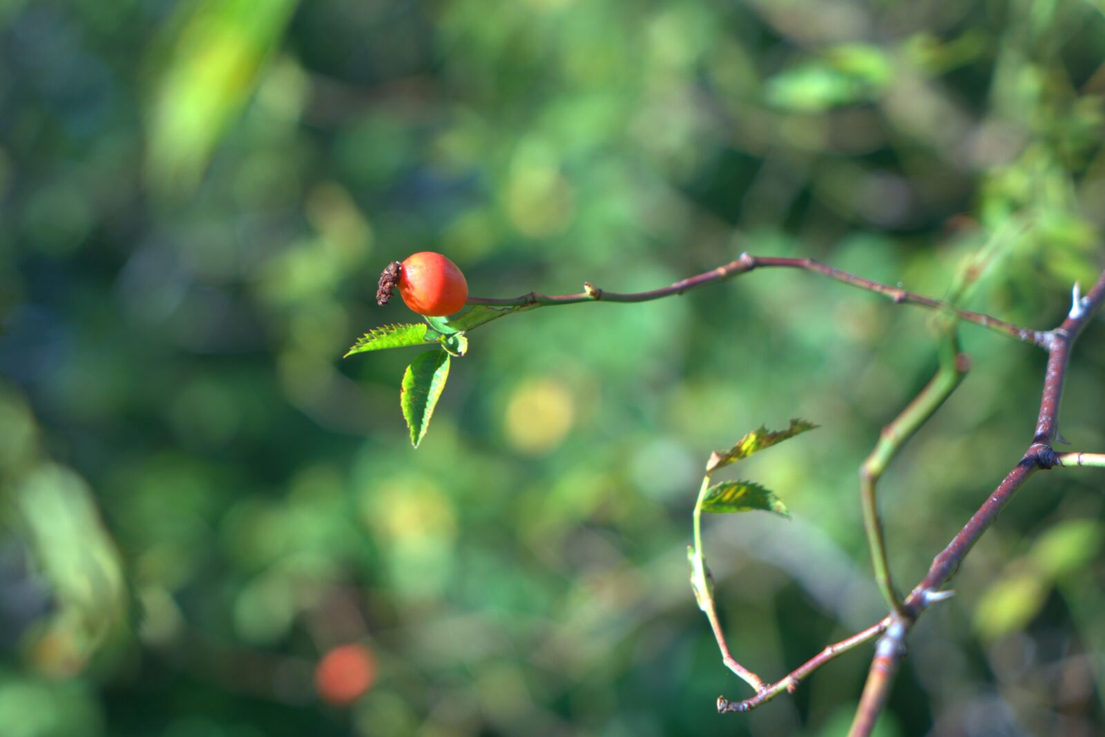 Sony a7 II + Sony Vario Tessar T* FE 24-70mm F4 ZA OSS sample photo. Wild rose, rose, autumn photography