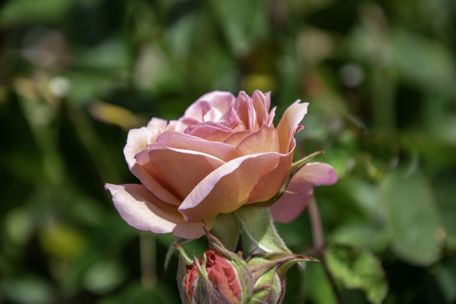 Nikon D3400 sample photo. Rose, flower, flora photography