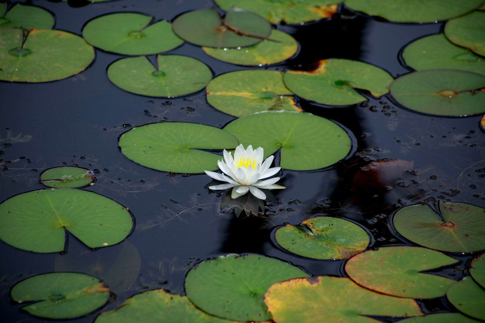Canon EOS 5D Mark II sample photo. Lotus, aquatic, lily photography