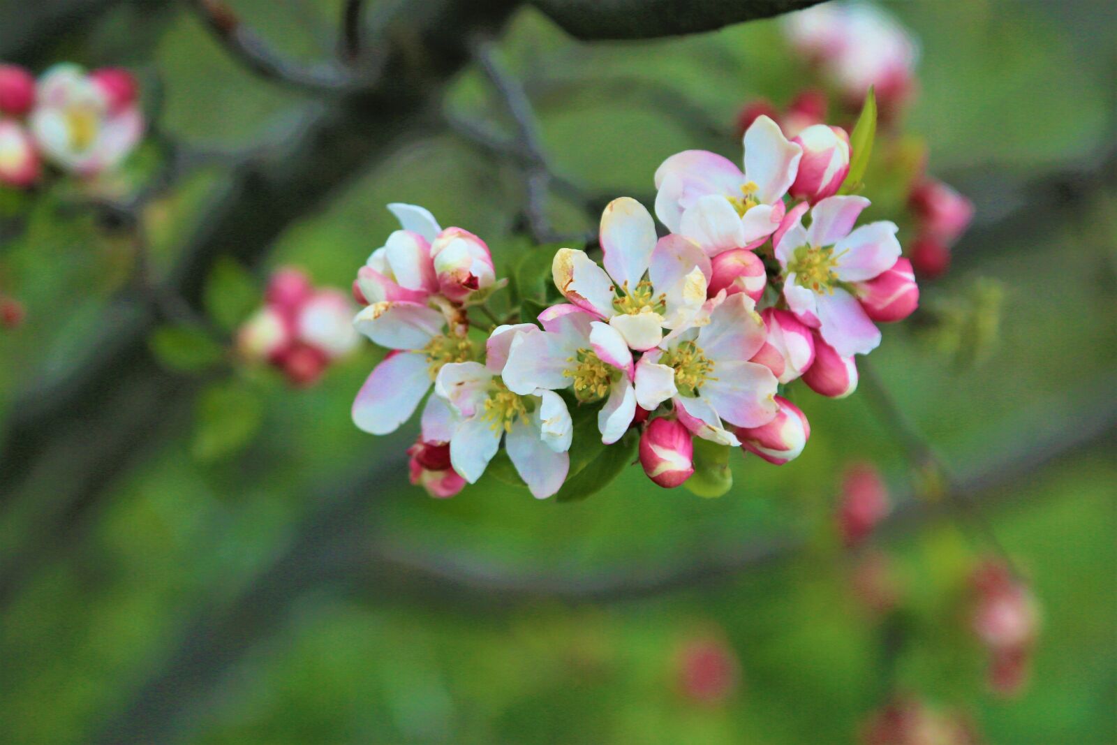 Canon EOS 5D Mark III sample photo. Flower, tree, apple photography