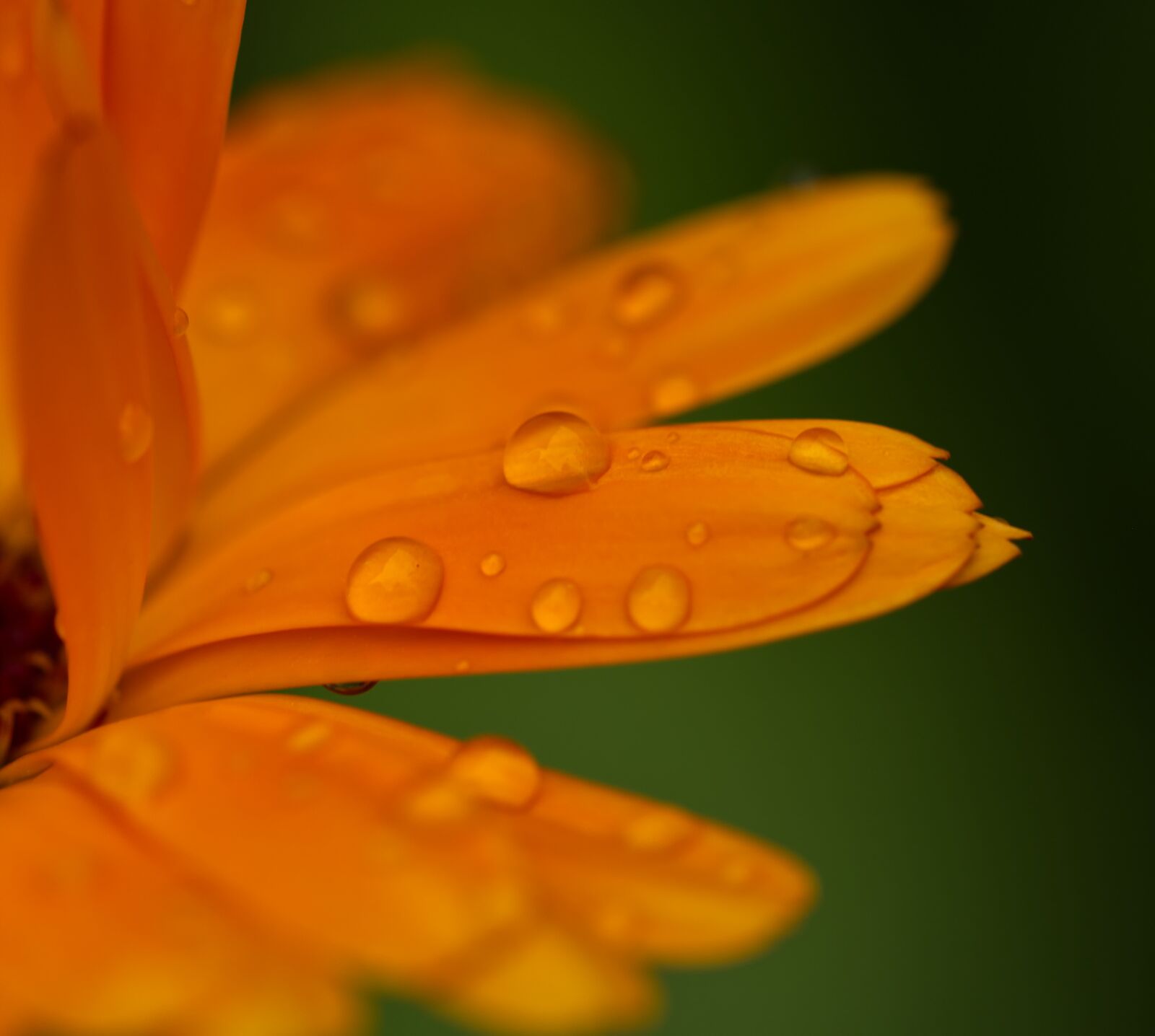 Nikon D5500 sample photo. Flower, orange, water photography