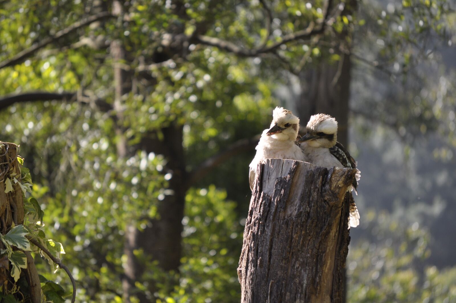 Nikon D5000 sample photo. Australian, kookaburras, whispering photography