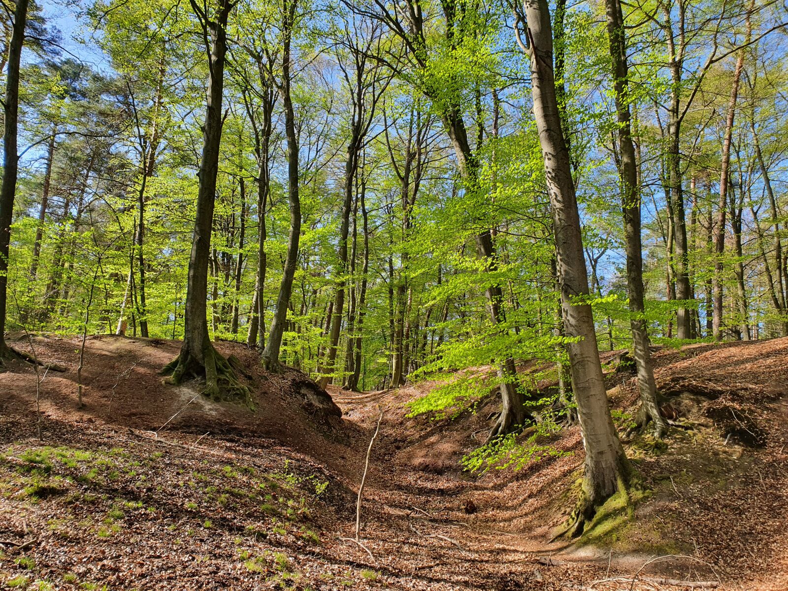 Samsung Galaxy S10 sample photo. Hill, beech, forest photography
