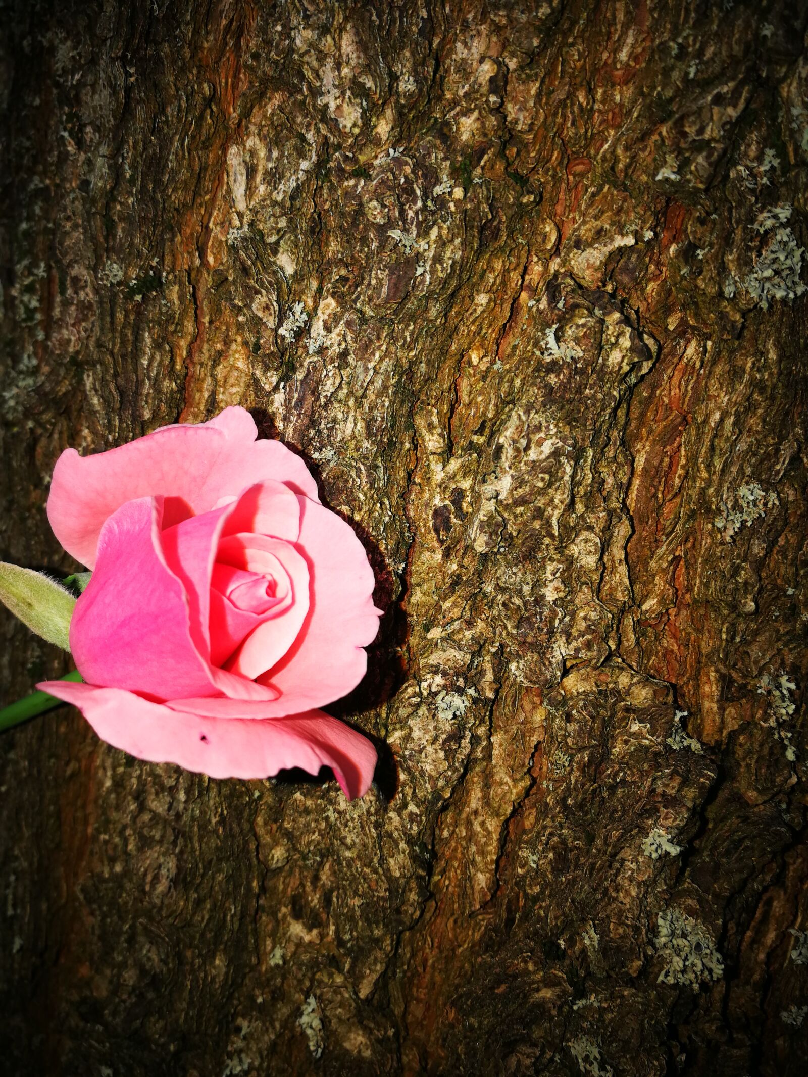 HUAWEI P10 sample photo. Rose, pink, love photography