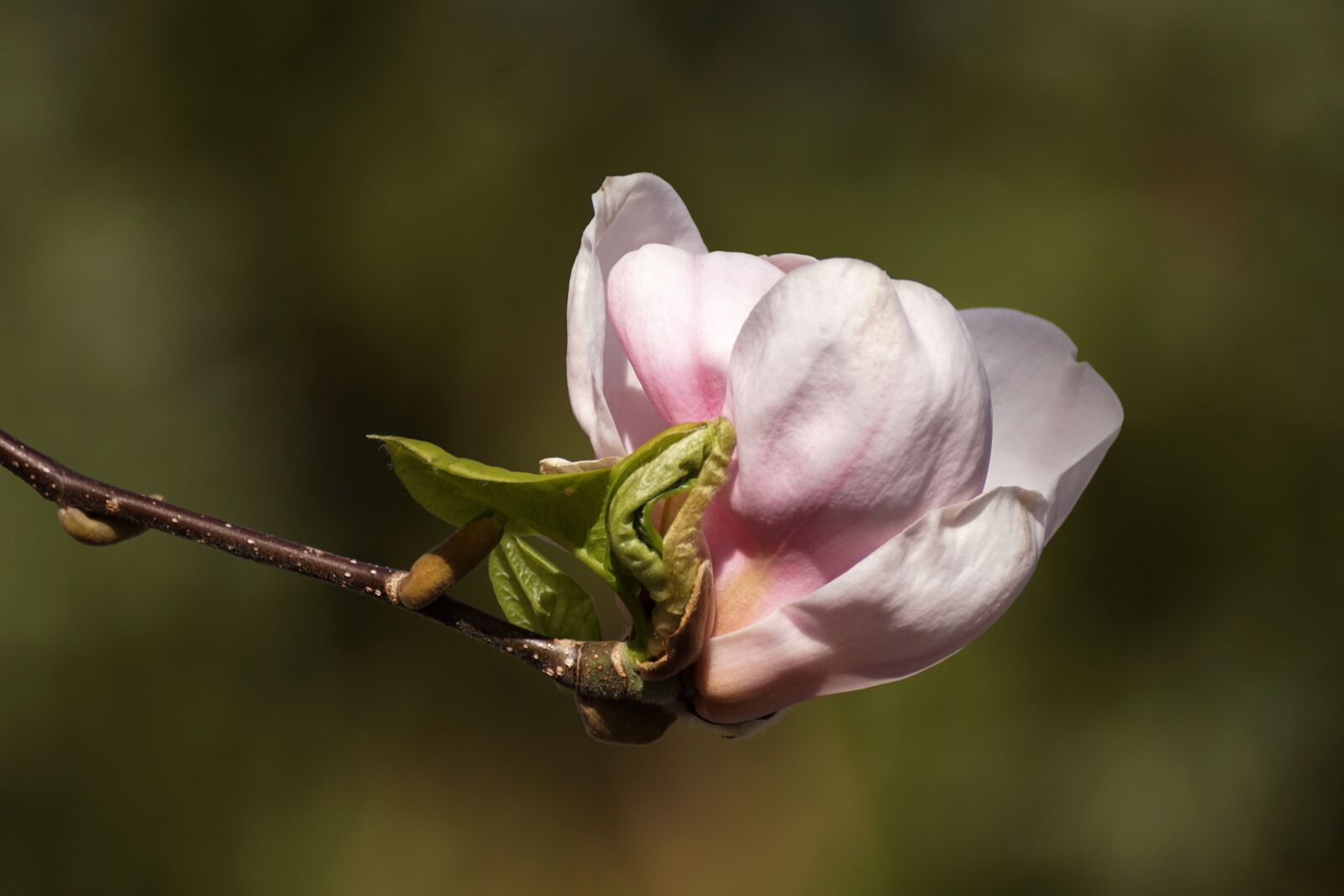 Sony DT 55-300mm F4.5-5.6 SAM sample photo. Magnolia, bud, unfold photography