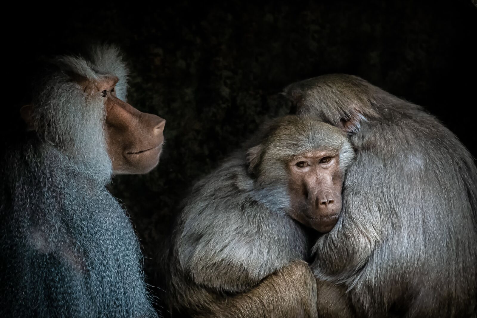 Canon EF 70-200mm F2.8L IS II USM sample photo. Baboon, monkey, primates photography