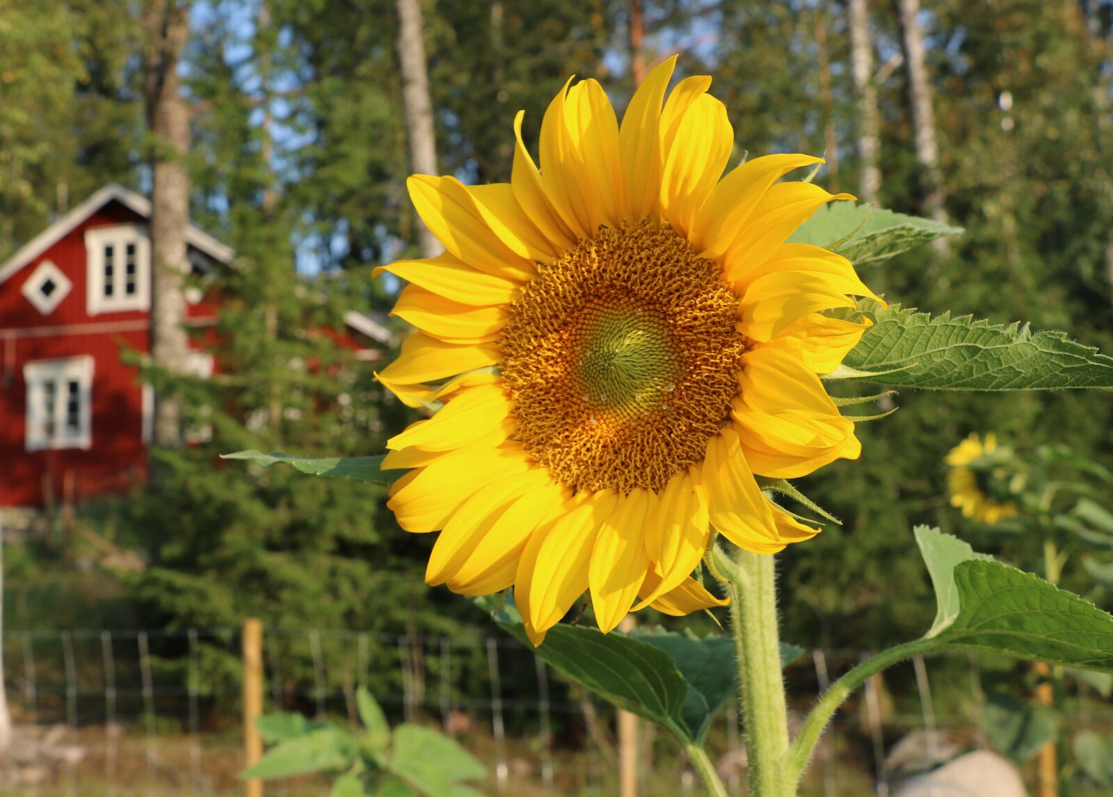 Canon EOS 750D (EOS Rebel T6i / EOS Kiss X8i) sample photo. Flower, sunflower, summer photography