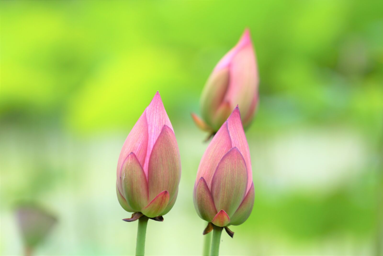 Canon EOS 60D sample photo. Flower, lotus, green photography