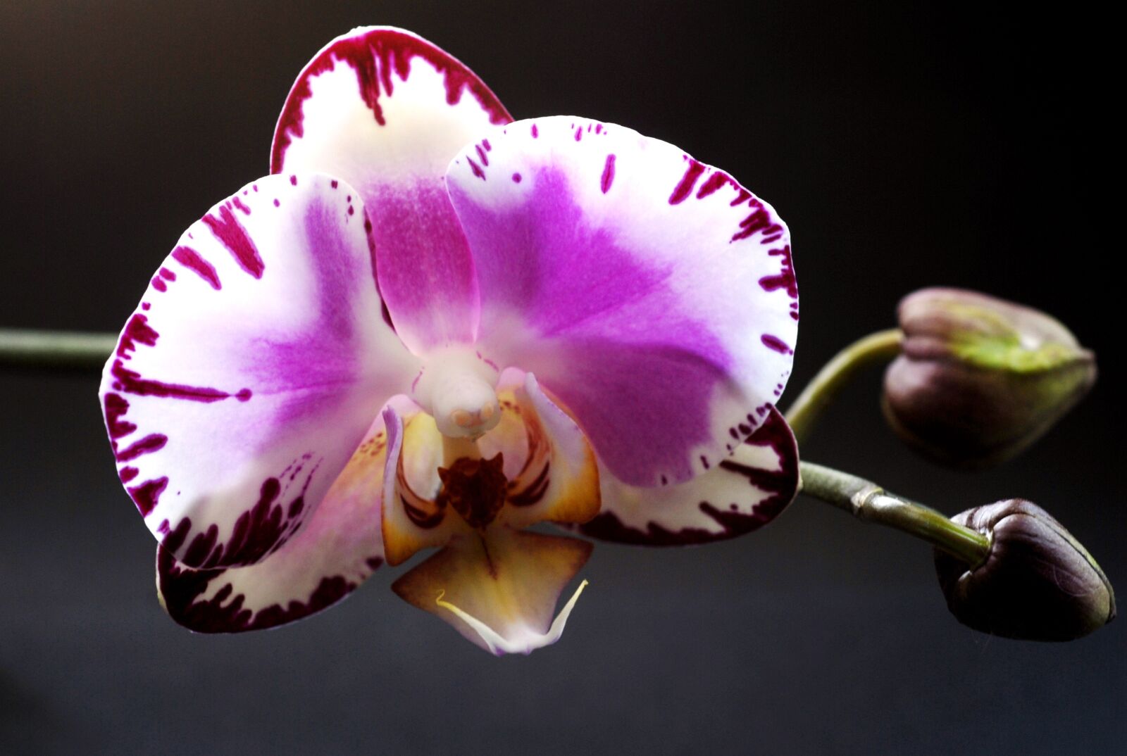 Nikon D200 sample photo. Plant, flower, orchid photography