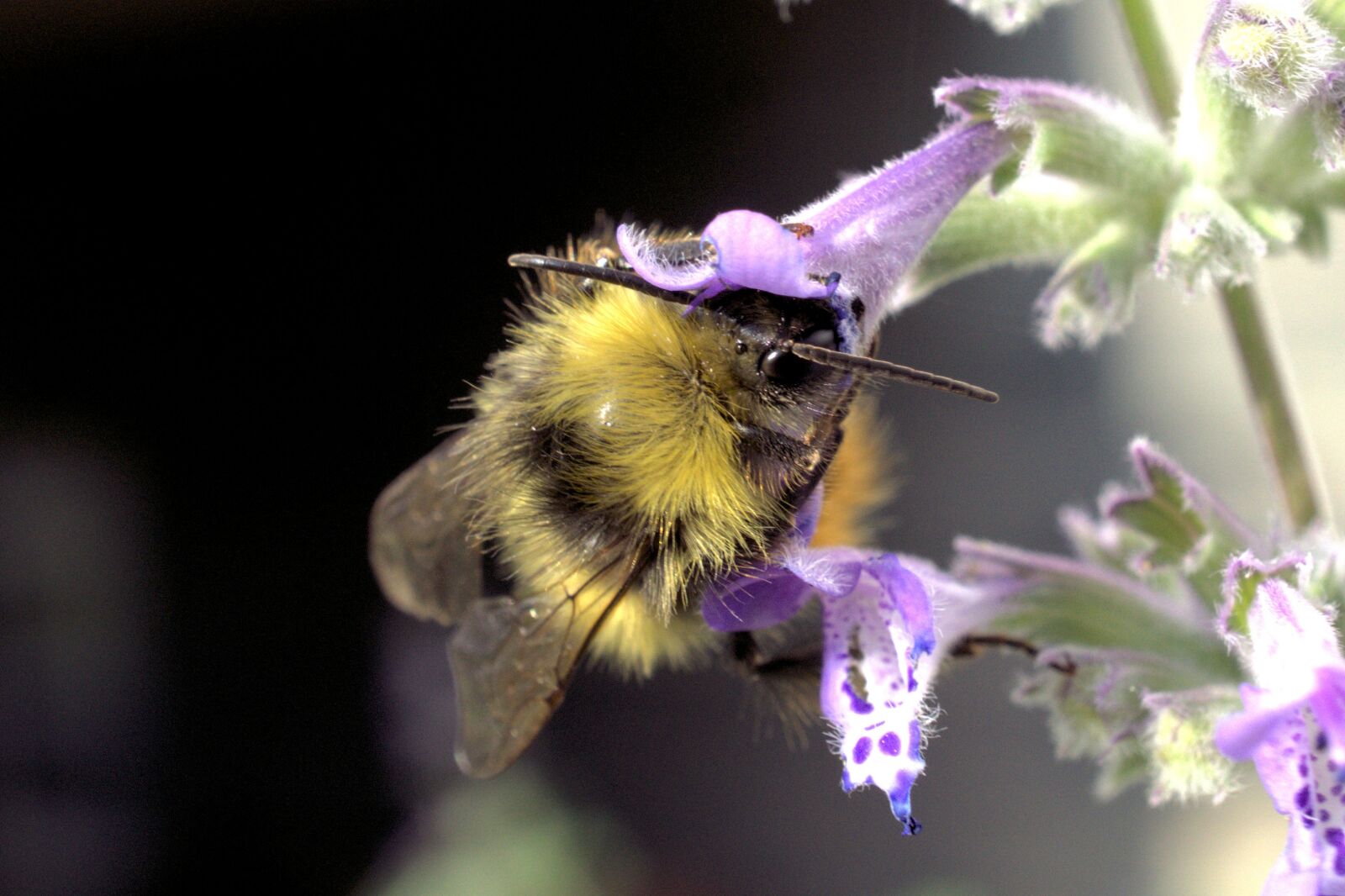 Sony E 30mm F3.5 Macro sample photo. Hummel, flower, blossom photography