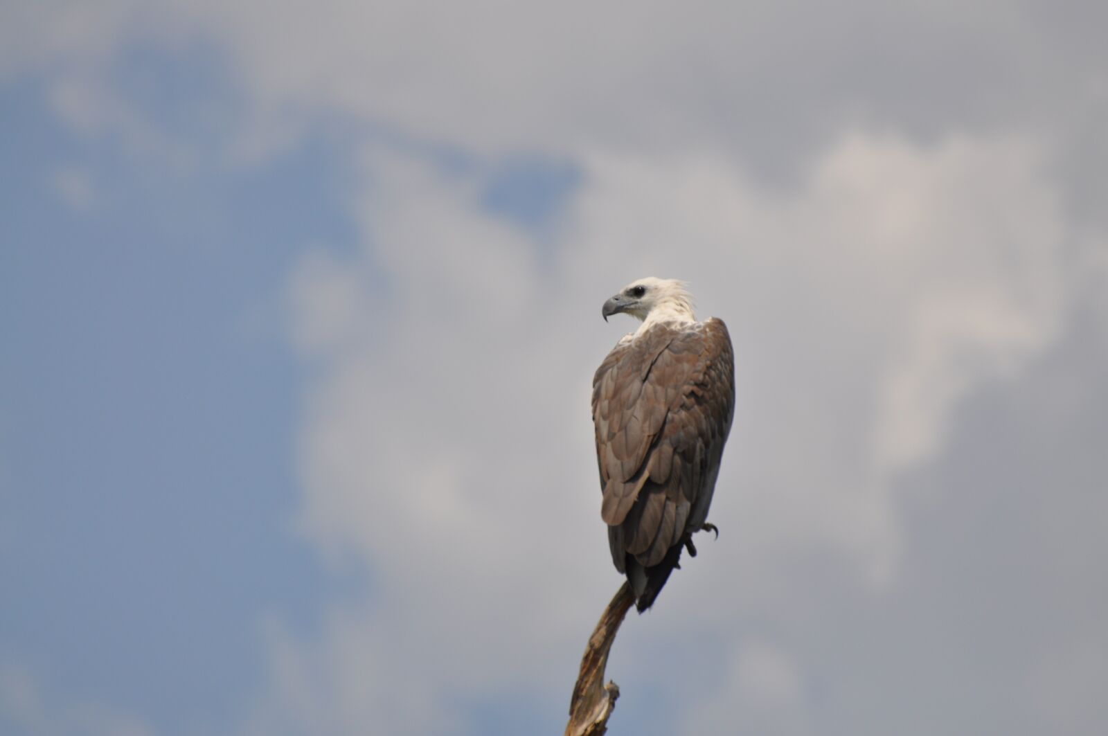 Nikon D90 sample photo. Adler, bird, wild bird photography