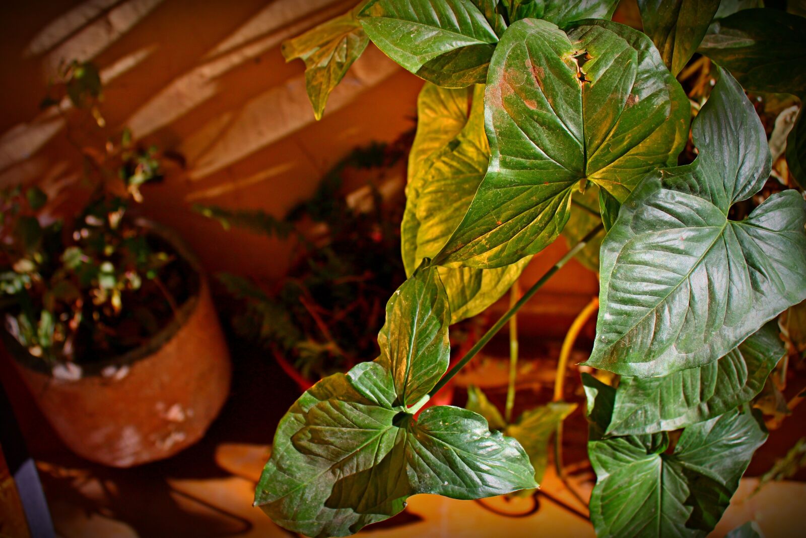 Canon EOS 500D (EOS Rebel T1i / EOS Kiss X3) sample photo. Plant, leaves, leaf photography