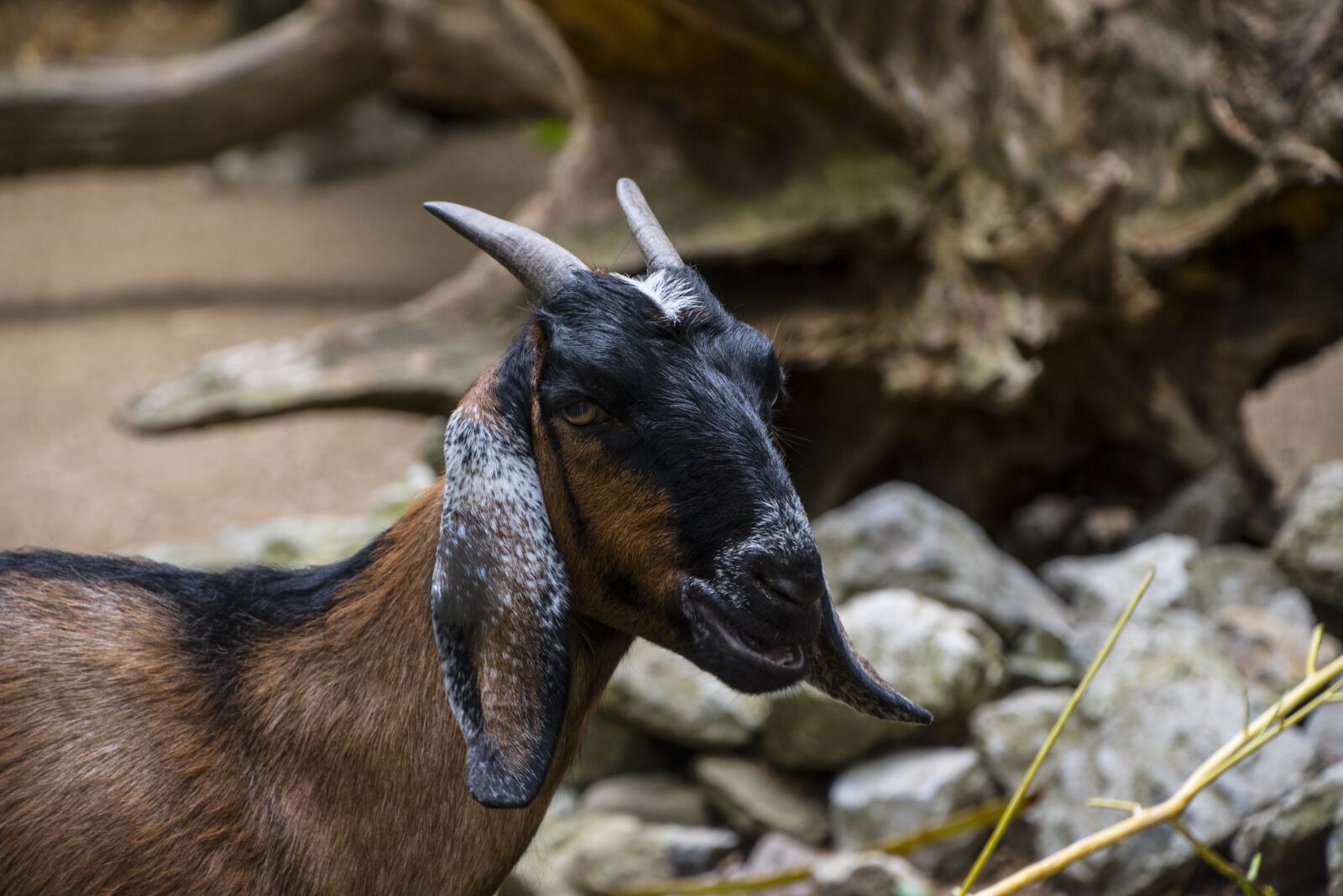 Nikon D750 sample photo. Goat, animal, horns photography