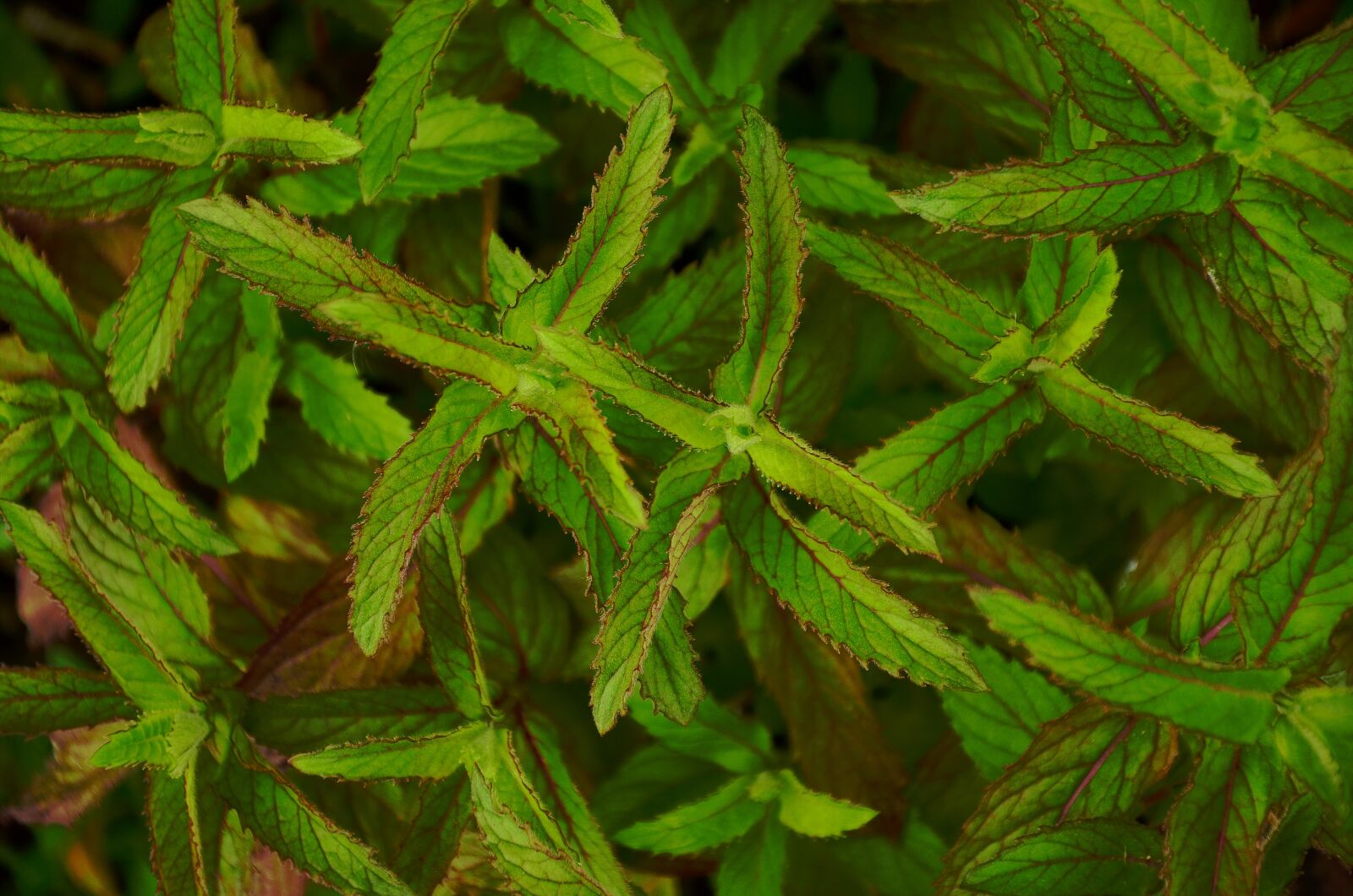 Nikon D5100 sample photo. Peppermint, mint, green photography