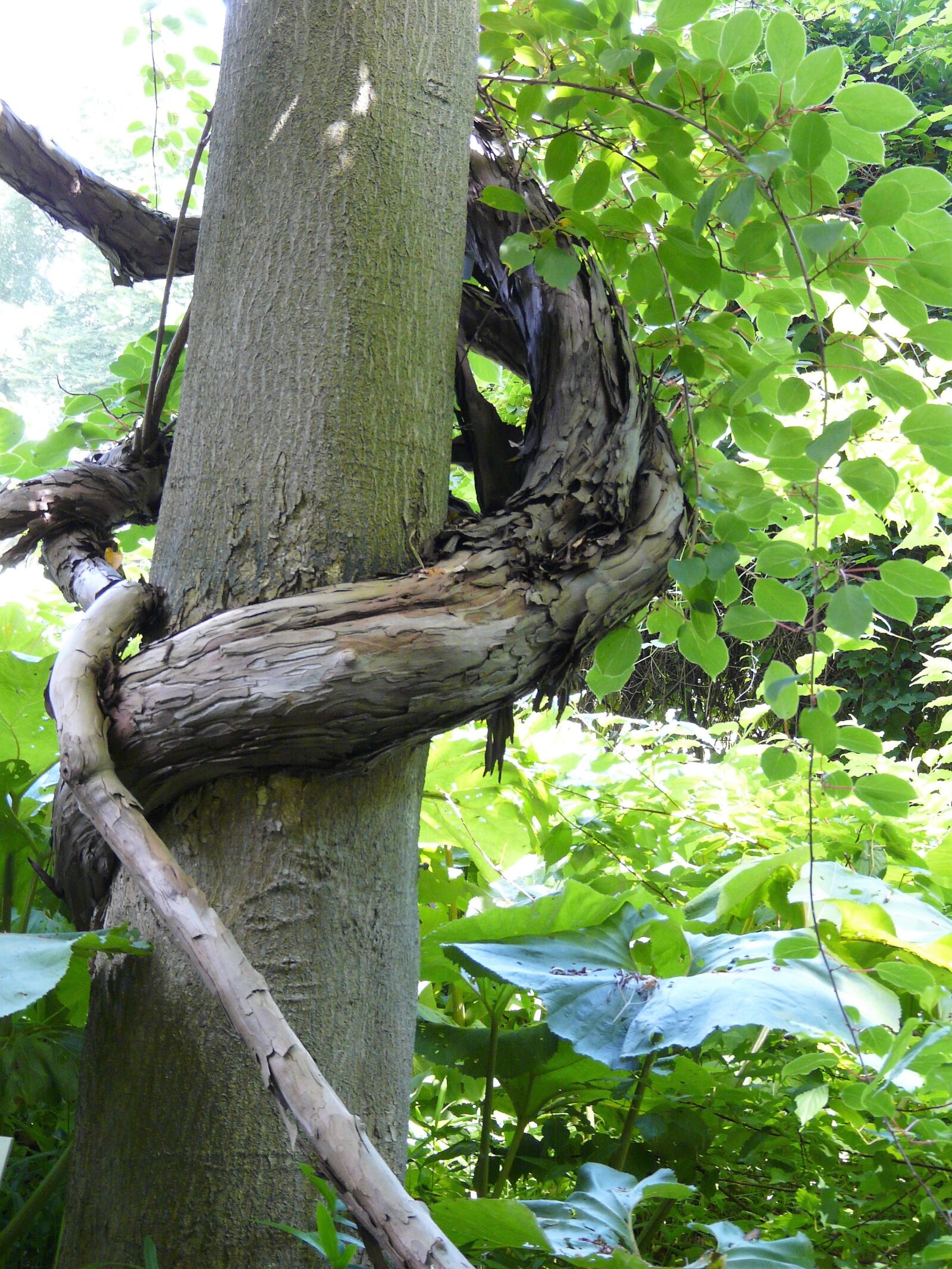 Panasonic DMC-FZ18 sample photo. Nature, tree, log photography