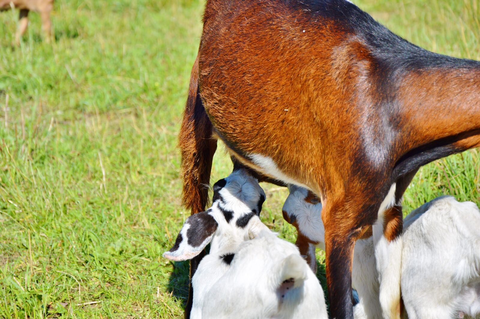 Nikon D3200 sample photo. Goat, prima donna, geiss photography