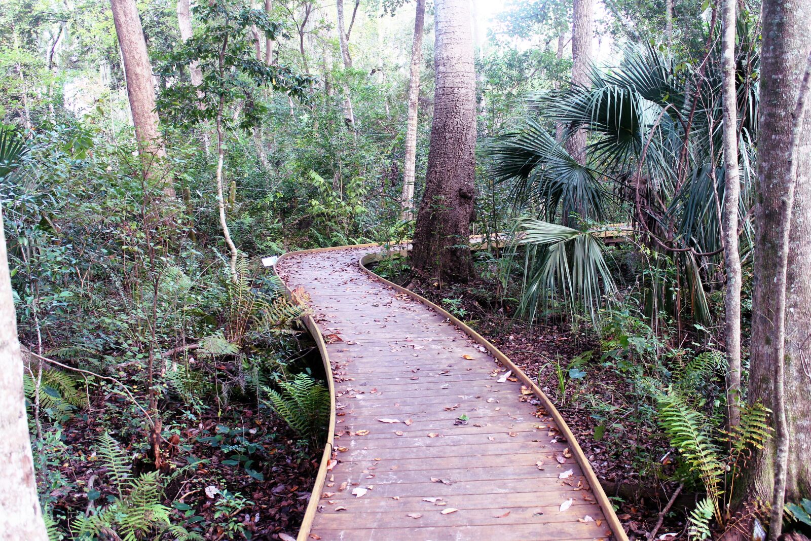Canon EOS 1100D (EOS Rebel T3 / EOS Kiss X50) sample photo. Boardwalk, forest, trees photography