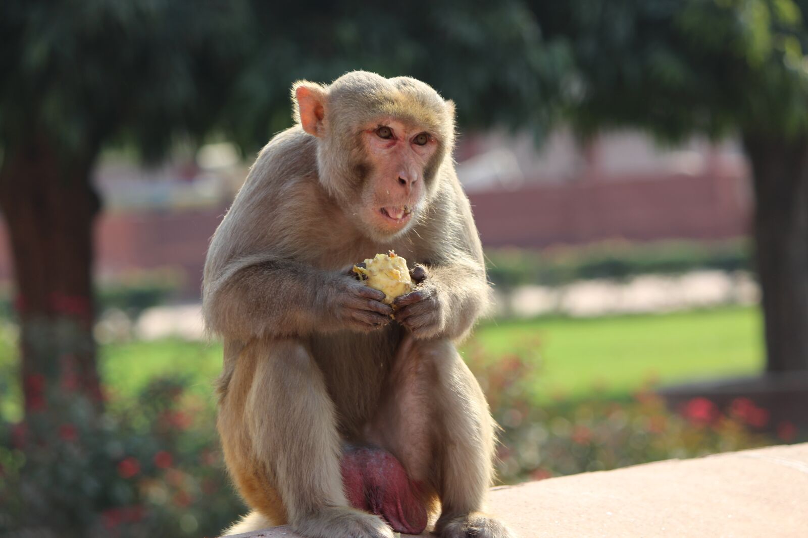 Canon EOS 700D (EOS Rebel T5i / EOS Kiss X7i) sample photo. Monkey, animal eating, monkey photography
