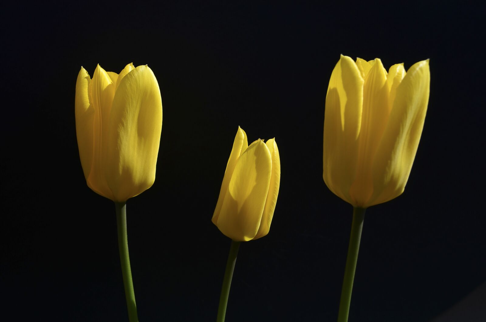 Nikon D5100 sample photo. Flower, tulip, yellow photography