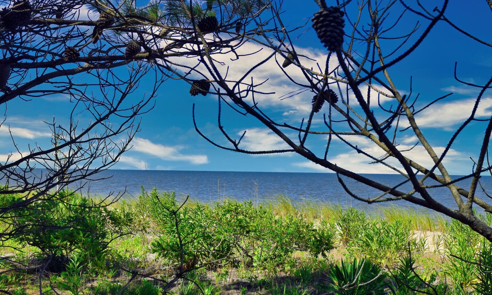 Nikon D3300 sample photo. Beach, bush, sand photography