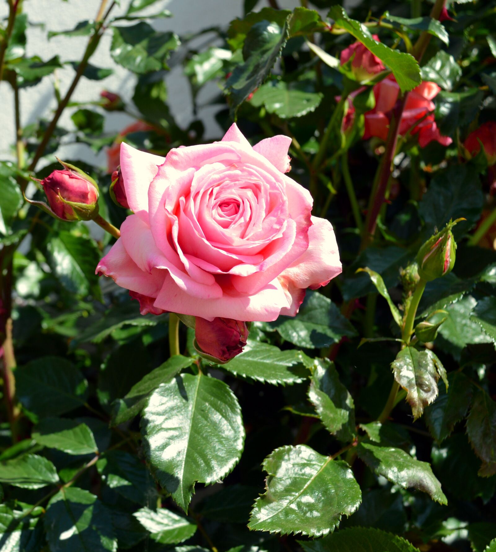 Nikon D3200 sample photo. Rose, climbing rose, blossom photography