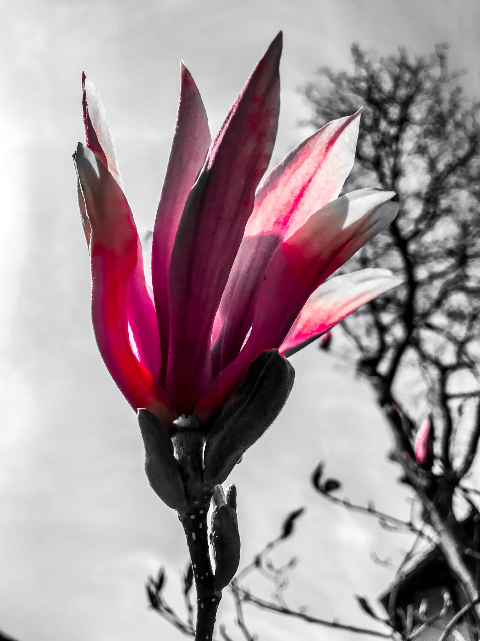 iPhone 7 back camera 3.99mm f/1.8 sample photo. Magnolia, blossom, bloom photography
