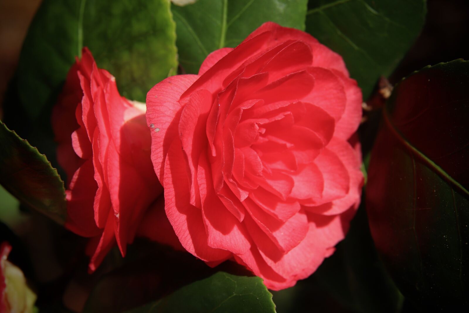Canon EOS 800D (EOS Rebel T7i / EOS Kiss X9i) sample photo. Camellia, camellia flowers, flowers photography